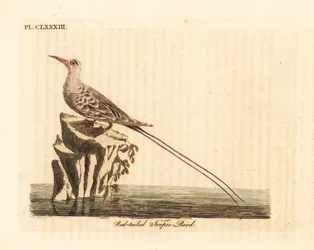 Fetonte codarossa, Phaethon rubricauda (Phaeton phoenicurus). Tavola in rame colorata a mano, disegnata e incisa da John Latham per la sua A General History of Birds, Winchester