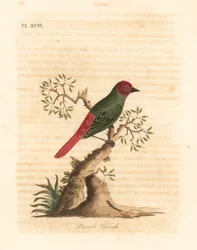 Parrocchetto dal collo rosso, Eritrea psittacea. Incisione colorata a mano disegnata e incisa da John Latham dal suo A General History of Birds, Winchester