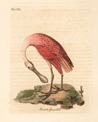Spatola rosata, Platalea ajaja. Incisione colorata a mano disegnata e incisa da John Latham dal suo A General History of Birds, Winchester