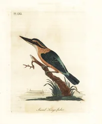 Martin pescatore sacro, Todiramphus sanctus (Martin pescatore sacro, Alcedo sacra). Incisione colorata a mano disegnata e incisa da John Latham dal suo A General History of Birds, Winchester