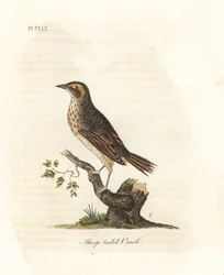 Passero delle paludi, Ammodramus caudacutus. Vulnerabile. Incisione colorata a mano disegnata e incisa da John Latham dal suo A General History of Birds, Winchester