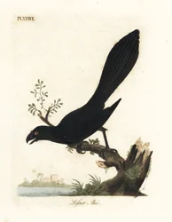 Ani dal becco liscio o ani minore, Crotophaga ani. Incisione colorata a mano disegnata e incisa da John Latham dal suo A General History of Birds, Winchester