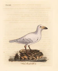 Chione bianca, Chionis albus. Incisione colorata a mano disegnata e incisa da John Latham dal suo A General History of Birds, Winchester