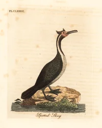 Cormorano maculato o parekareka, Phalacrocorax punctatus (Pelecanus punctatus). Incisione a mano colorata disegnata e incisa da John Latham dal suo A General History of Birds, Winchester
