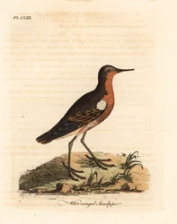 Piro-piro tahitiano, Prosobonia leucoptera. Estinto. (Piro-piro dalle ali bianche, Tringa leucoptera.) Incisione colorata a mano disegnata e incisa da John Latham dal suo A General History of Birds, Winchester