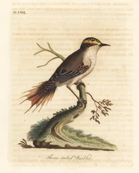 Rayadito codaspinosa, Aphrastura spinicauda (silvia codaspinosa, Sylvia spinicauda). Incisione su rame colorata a mano, disegnata e incisa da John Latham dalla sua opera A General History of Birds, Winchester