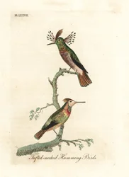Colibrì dal ciuffo, Lophornis ornatus (colibrì dal collo ciuffuto, Trochilus ornatus). Maschio e femmina. Lastra di rame colorata a mano, disegnata e incisa da John Latham dal suo A General History of Birds, Winchester