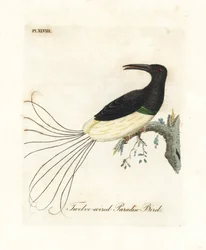 Uccello del paradiso a dodici fili, Seleucidis melanoleucus (Paradisea nigricans). Incisione colorata a mano disegnata e incisa da John Latham dal suo A General History of Birds, Winchester