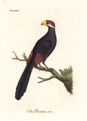 Turaco viola o mangiatore di banane violaceo, Musophaga violacea. Incisione colorata a mano disegnata e incisa da John Latham dal suo A General History of Birds, Winchester