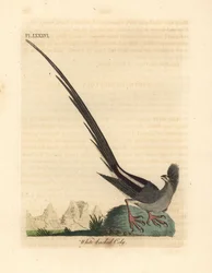 Uccello topo dal dorso bianco, Colius colius (Coly dal dorso bianco, Colius leuconotus). Rame inciso e colorato a mano disegnato e inciso da John Latham dal suo A General History of Birds, Winchester