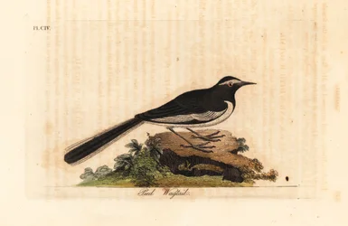 Ballerina sopracciglio bianco, Motacilla maderaspatensis. Incisione colorata a mano tratta da A General History of Birds di John Latham, Winchester