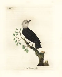 Tiranno delle paludi dalla testa bianca, Arundinicola leucocephala (Todirostrum dalla testa bianca, Todus leucocephalus). Rame inciso e colorato a mano disegnato e inciso da John Latham dal suo A General History of Birds, Winchester