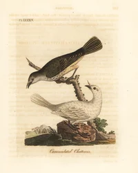 Uccello campanaro bianco, Procnias albus, maschio e femmina (chiacchierone caruncolato, Ampelis carunculata). Lastra di rame colorata a mano, disegnata e incisa da John Latham dalla sua A General History of Birds, Winchester