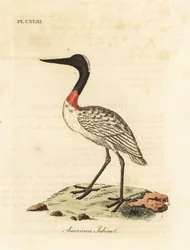 Cicogna americana, Mycteria americana. Incisione colorata a mano disegnata e incisa da John Latham dal suo A General History of Birds, Winchester