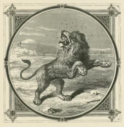 Il moscerino punge gli occhi del leone