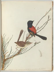 Warbler scarlatto e nero. Lewin, John. Uccelli del Nuovo Galles del Sud con la loro storia naturale. Sydney- G