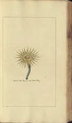 Una pagina da 