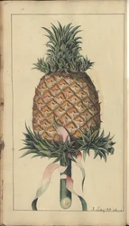Una pagina da 