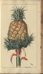 Una pagina da 