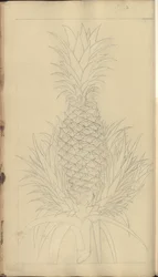 Una pagina da 