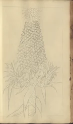 Una pagina da 