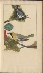 Una pagina da 