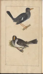 Una pagina da 