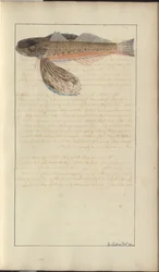 Disegni di Lindsay Vol. VII