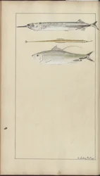 Disegni di Lindsay Vol. VII