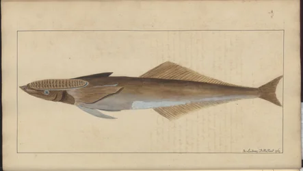 Disegni di Lindsay Vol. VII