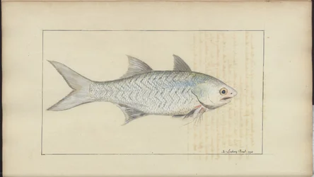 Disegni di Lindsay Vol. VII