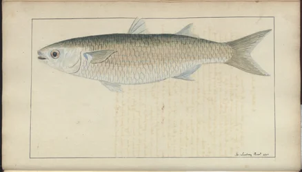 Disegni di Lindsay Vol. VII, 20