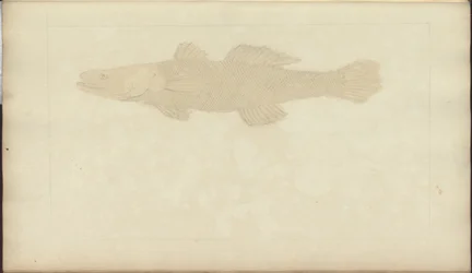 Disegni di Lindsay Vol. VII, 22
