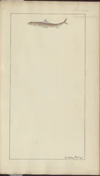 Disegni di Lindsay Vol. VII, 23