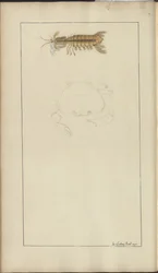 Disegni di Lindsay Vol. VII, 24