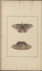 Disegni di Lindsay Vol. VI