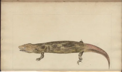 Disegni di Lindsay Vol. VI