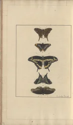 Lindsay Drawings Vol. VI, 31