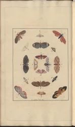 Disegni di Lindsay Vol. VI, 63