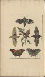 Disegni di Lindsay Vol. VI, 7