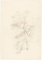 Un bosco di faggi