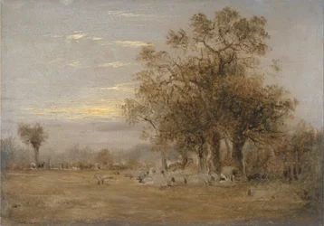 Pascolo di pecore