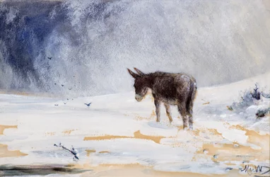 Asino nella neve