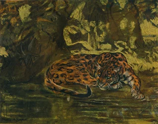 Un giaguaro, c1900