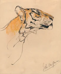 Testa di una tigre, c1910
