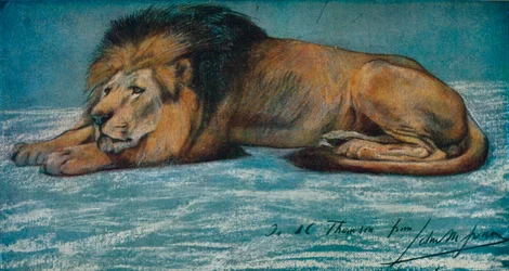 Studio a pastello di un leone