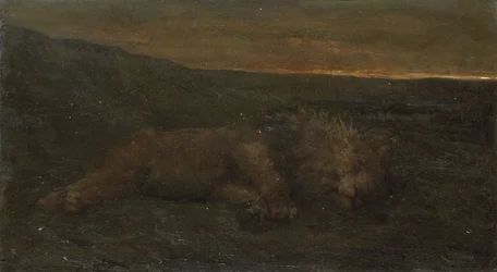 Leone addormentato di notte