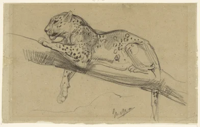 Studio di un leopardo sdraiato su un ramo