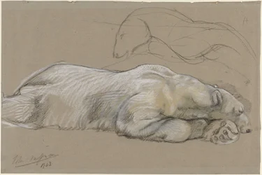 Studi di un orso polare sdraiato