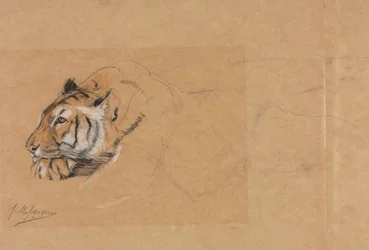 Tigre